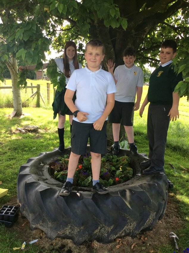 Image of Planting up our tractor tyre