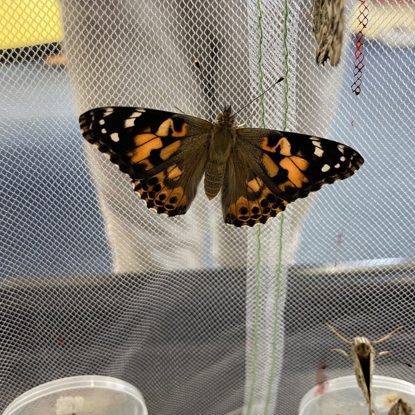 Image of The butterflies are here!