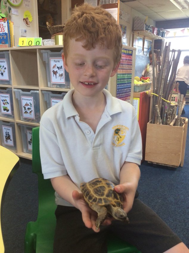 Image of Ted’s Tortoise visits school