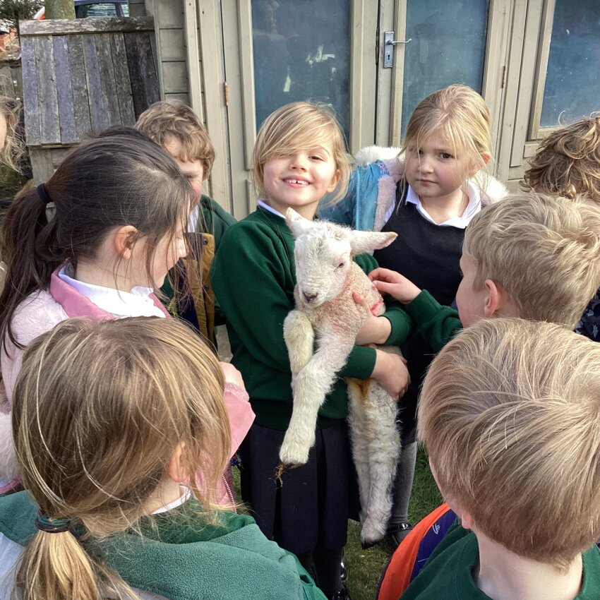 Image of Lamb visit