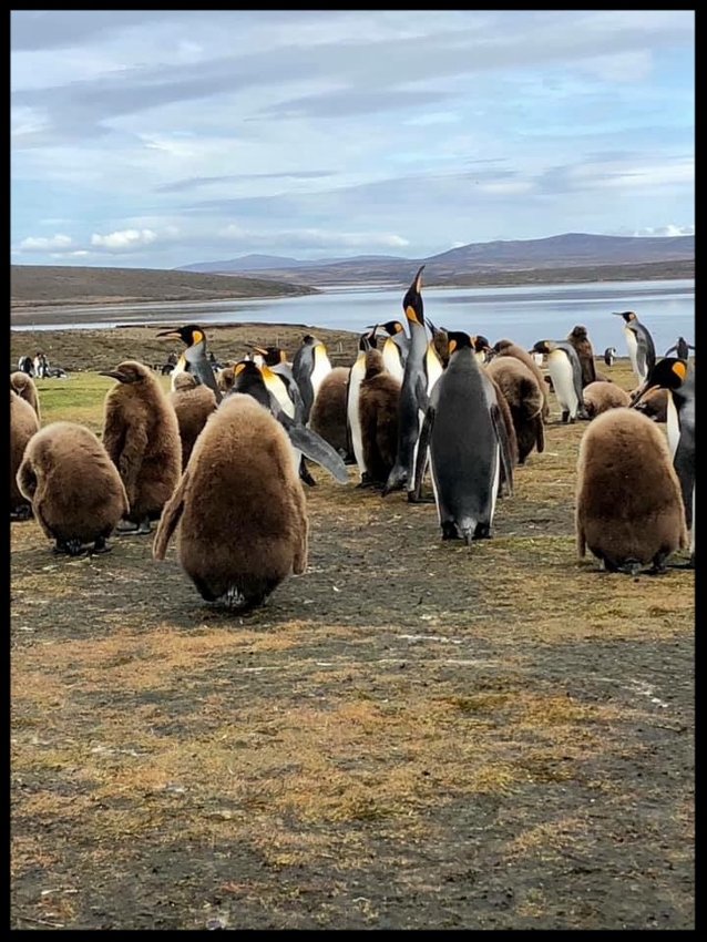 Image of Penguins 
