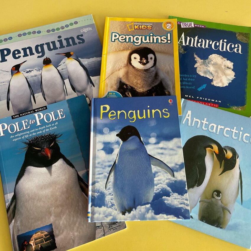 Image of Penguin Facts 