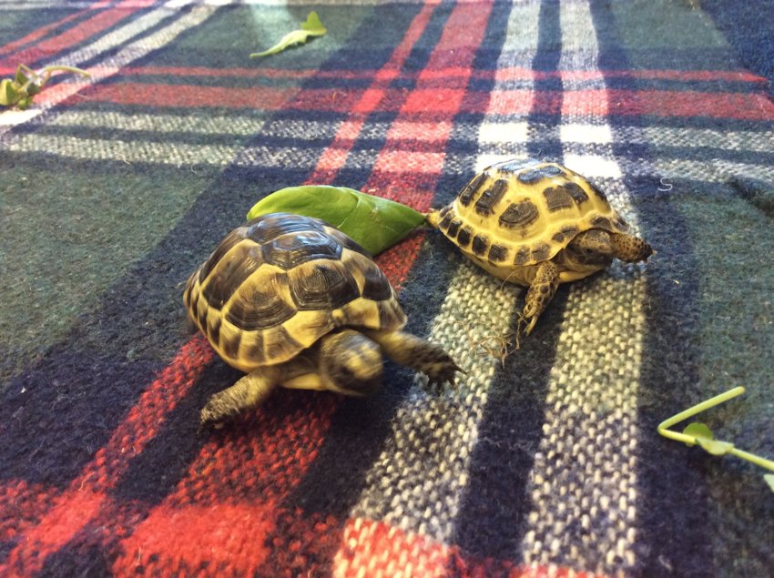 Image of Real Tough Tortoises Visit Lower School!