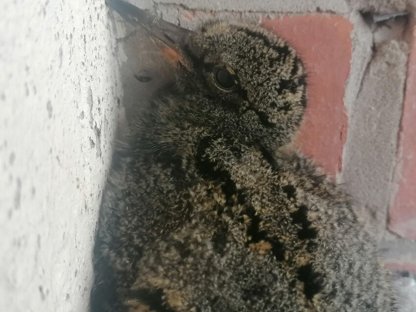 Image of Oyster Catcher Chicks!